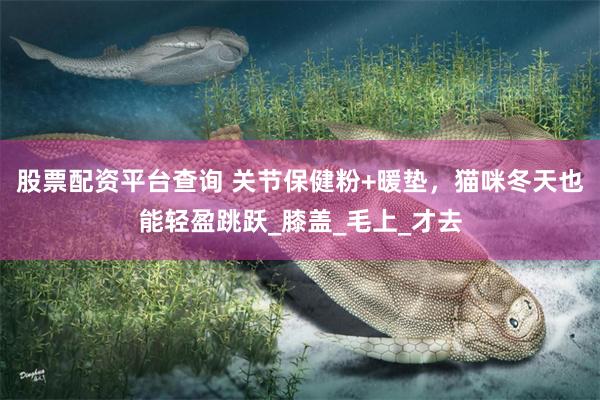 股票配资平台查询 关节保健粉+暖垫，猫咪冬天也能轻盈跳跃_膝盖_毛上_才去